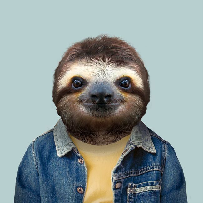 Brown-throated-Sloth-Bradypus-Variegatus